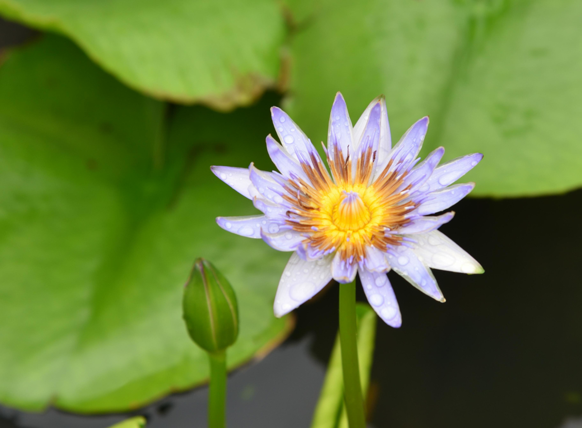 Seerose