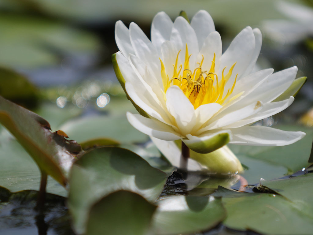 Seerose