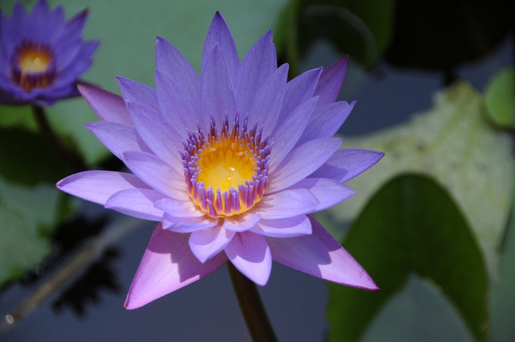 Seerose