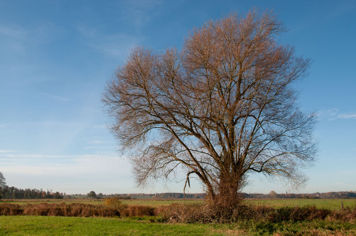 Seewiesen 1006.jpg