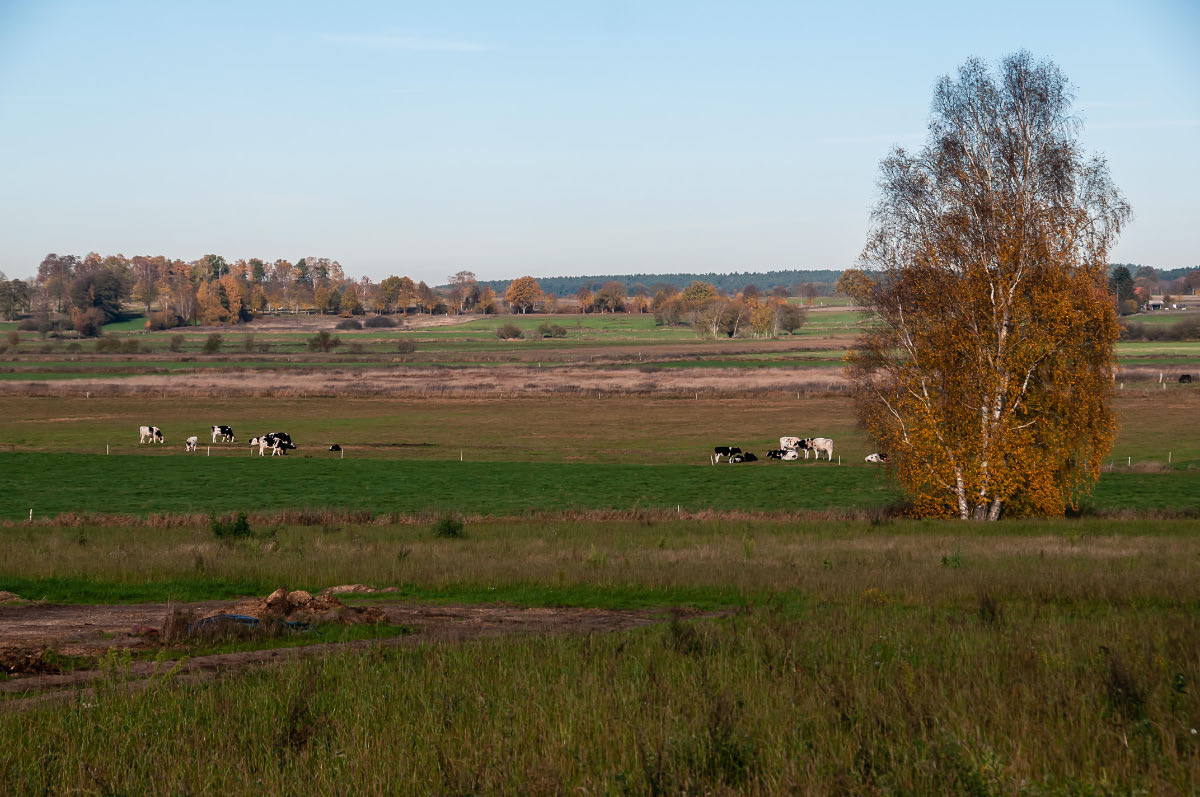Seewiesen 1103.jpg