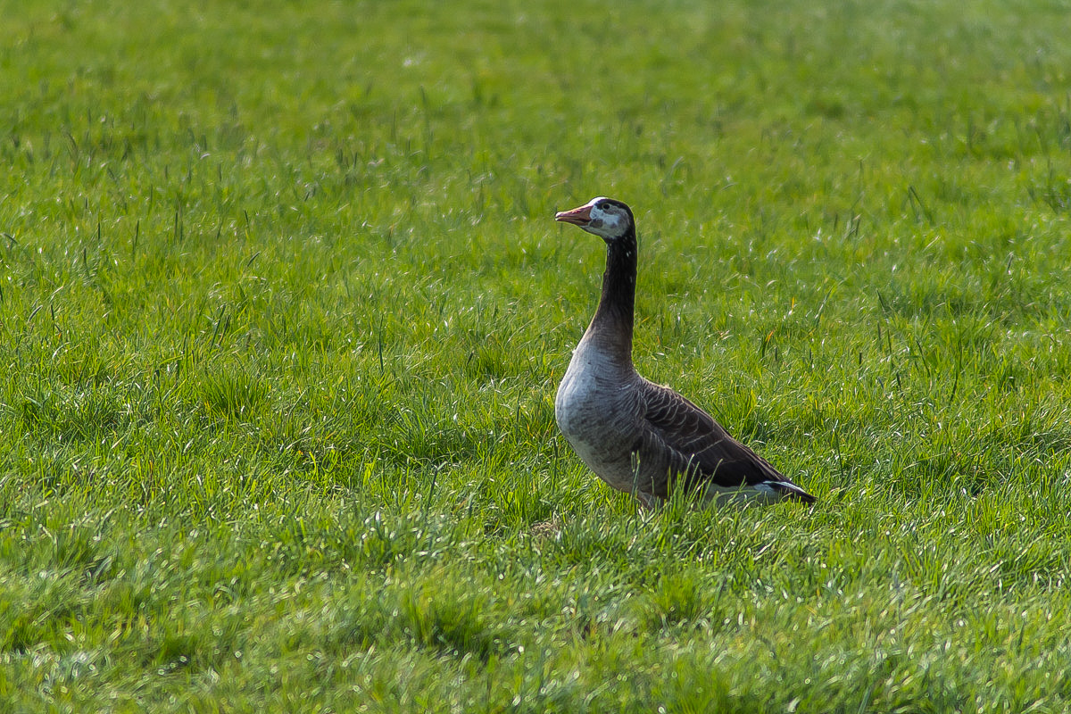 Seewiesengans (1 von 1).jpg