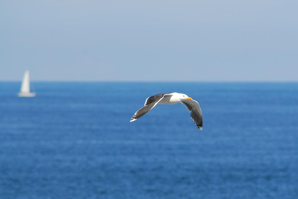 Segelschif Möwe