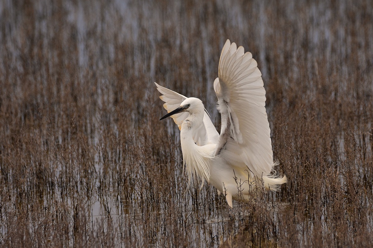 Seidenreiher 2016 06206
