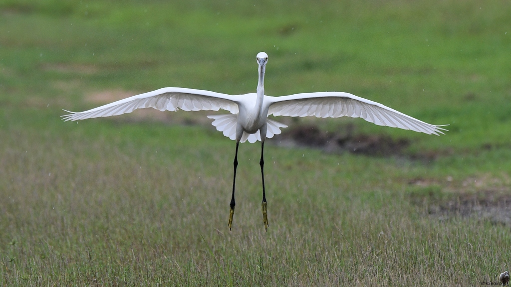 Seidenreiher (little egret)

s574 Kaudulla LittleEgret 4532