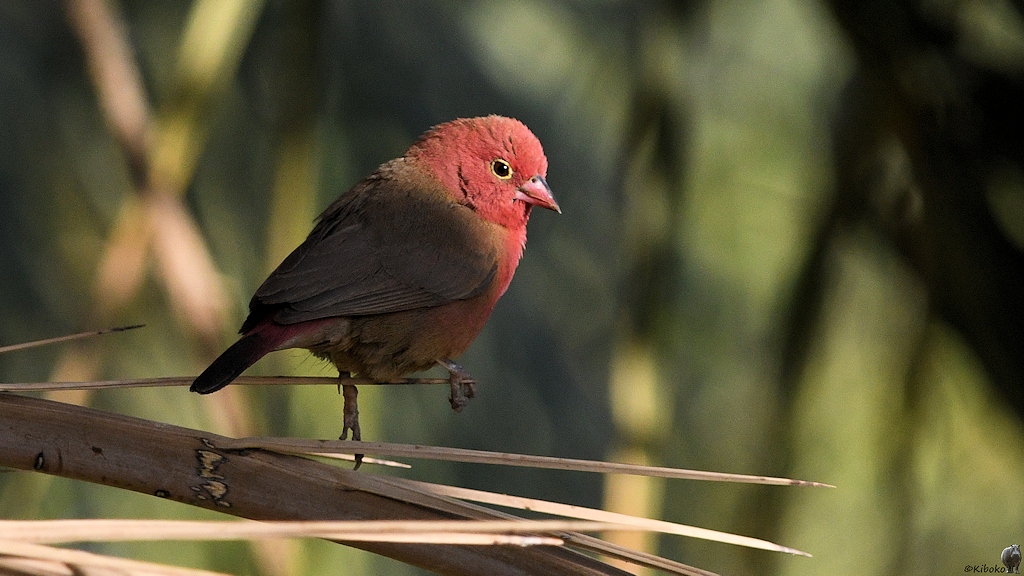 Senegalamarant auch Zwergblutfink und Roter Astrild genannt (Red-billed Firefinch)
Tombus

s680 Tombus Red billed Firefinch 4961