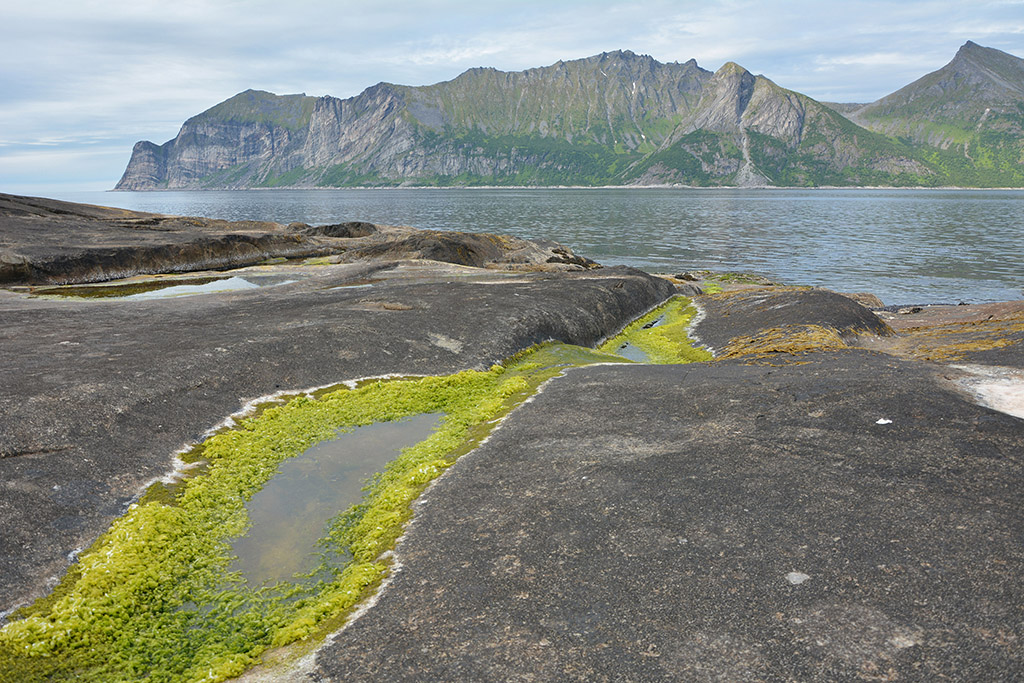 Senja