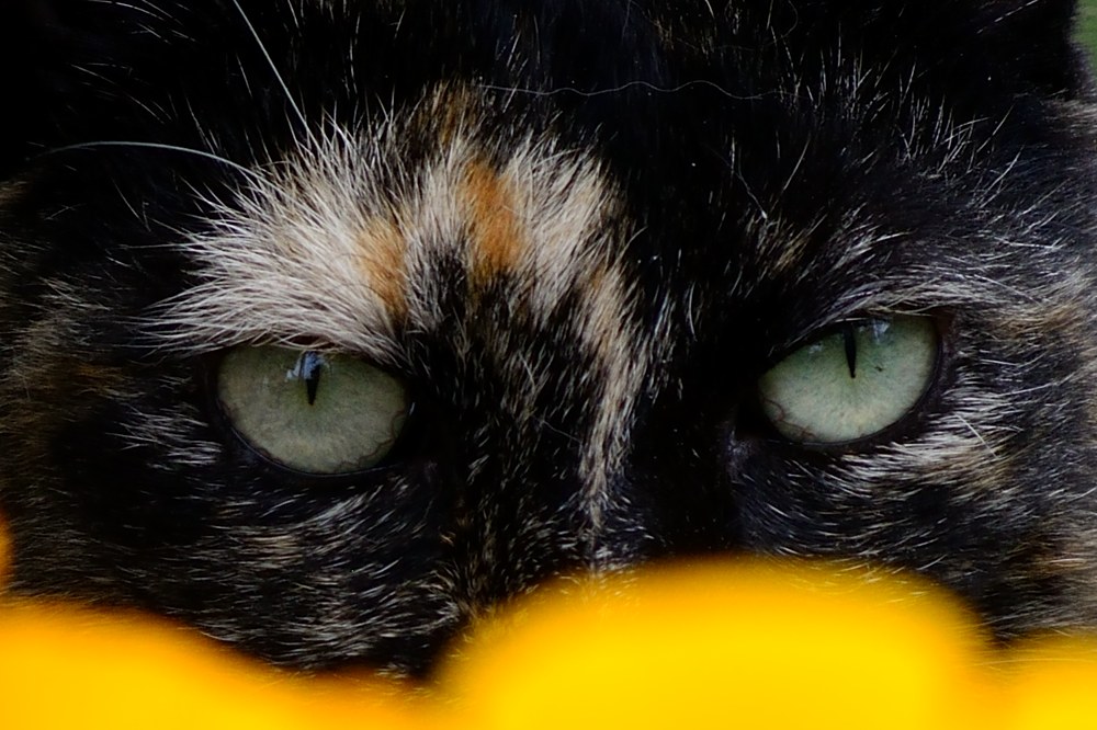 Serafina