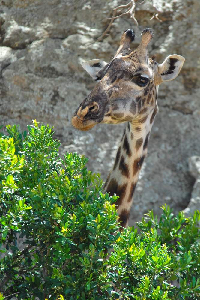 serengeti 08.10.2006 11 09