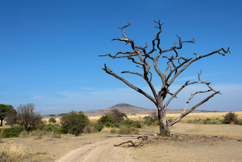 serengeti landschaft 1