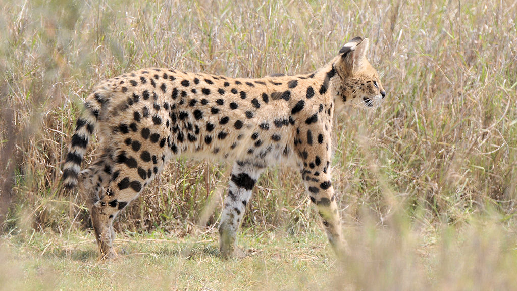 Serval Serengeti Seronera
4338