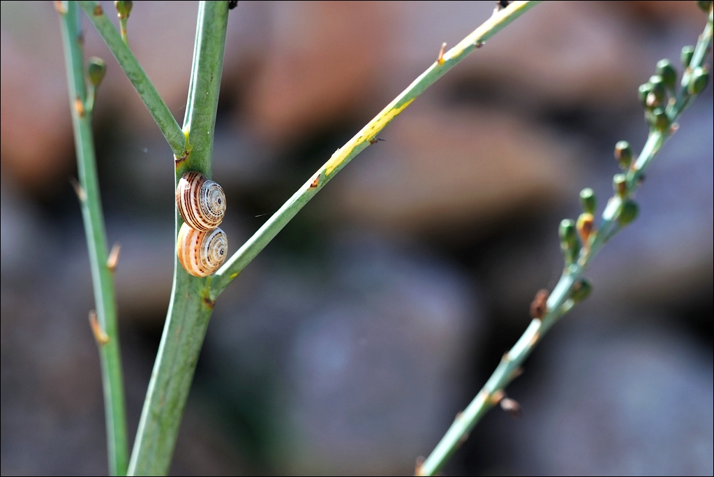 Ses Salines   Schnecken