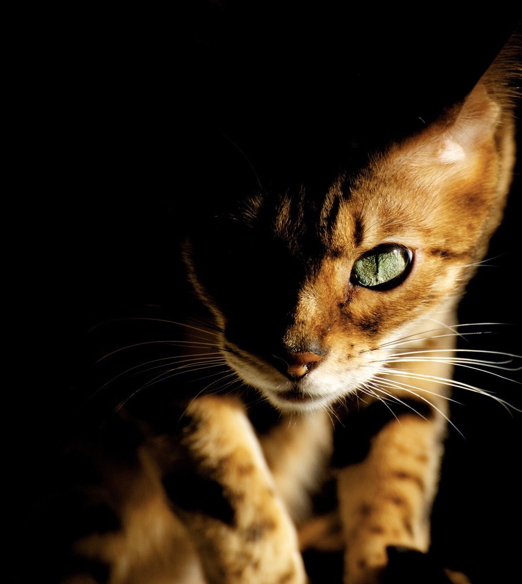 Shadow and light