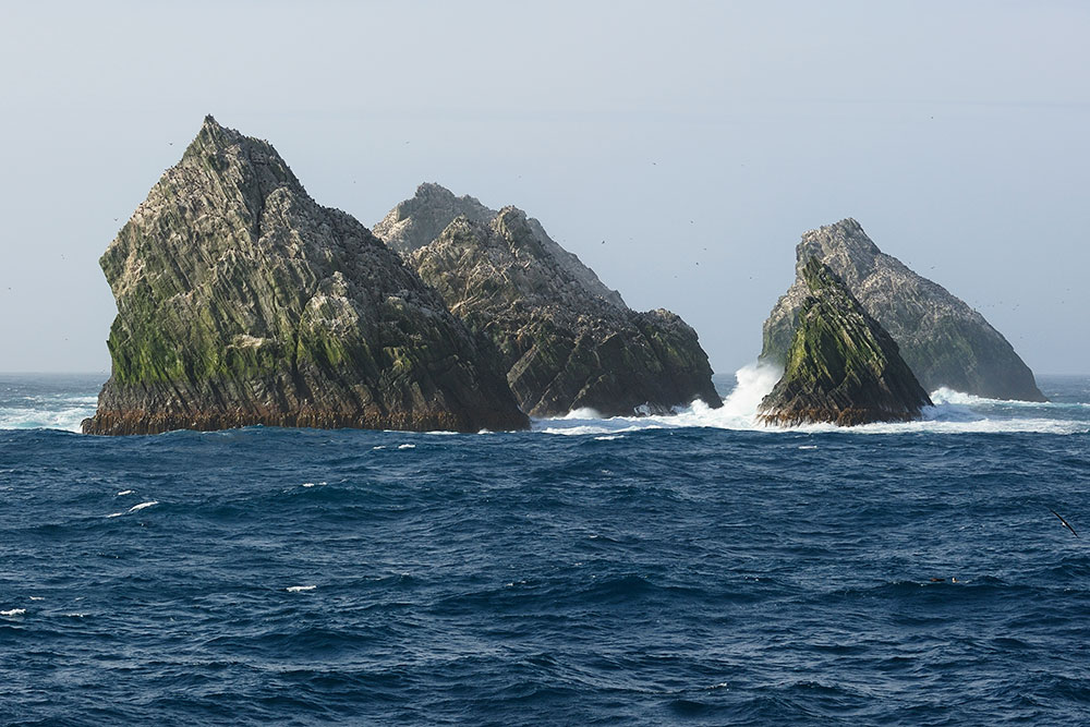 shagrock3