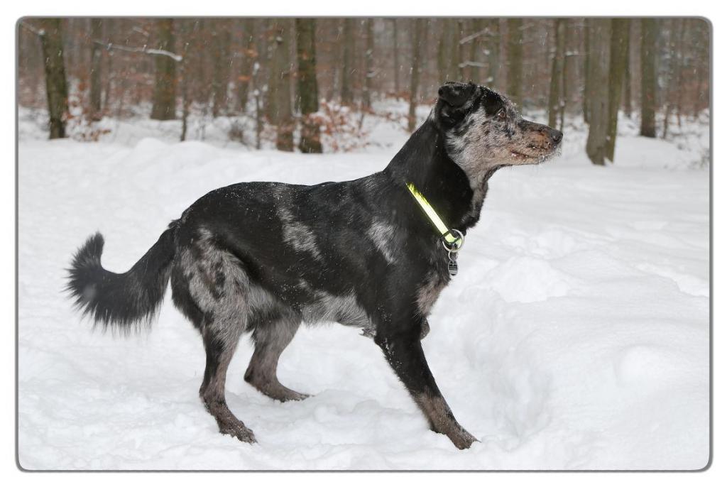 She im Schnee 4a