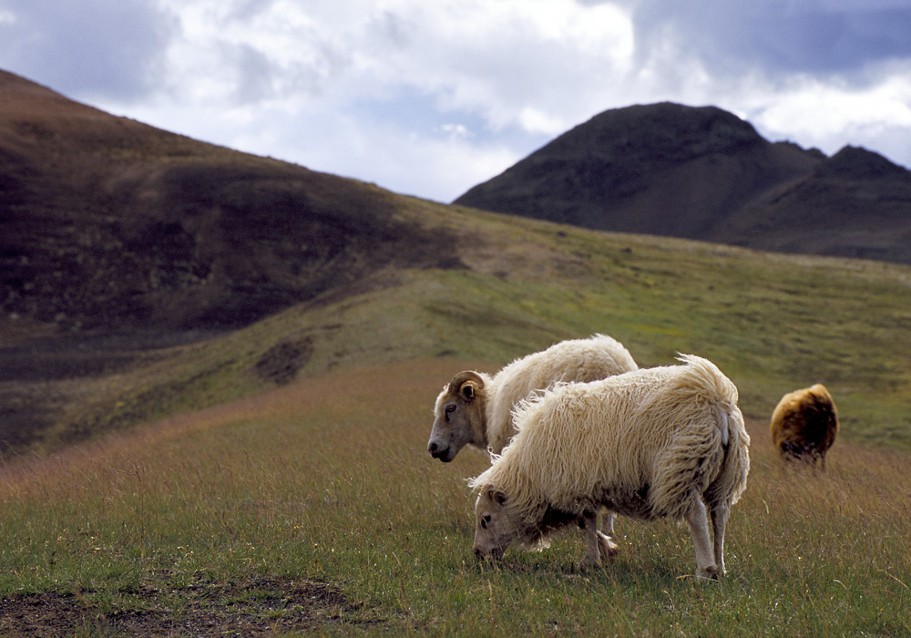 sheep 01