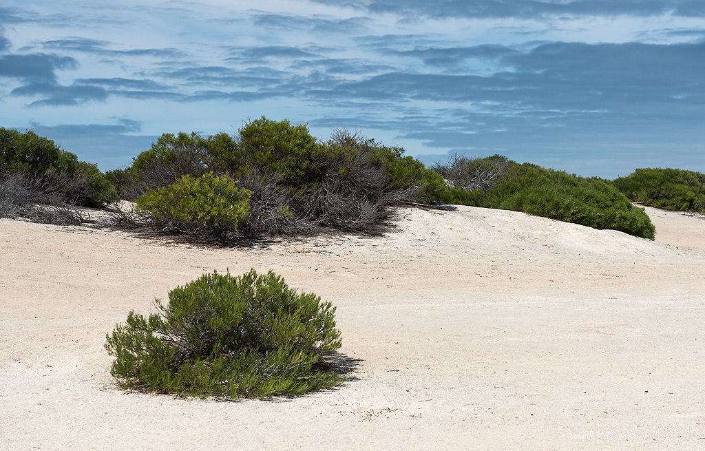 shell bay1