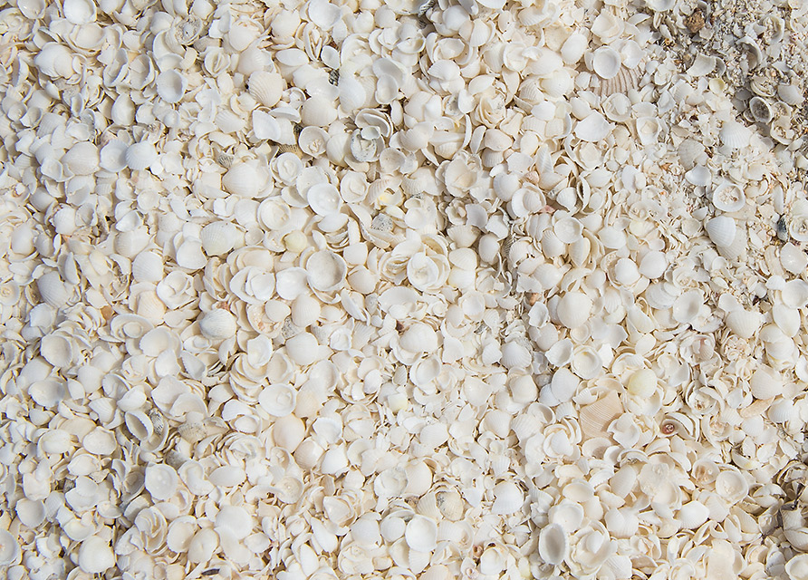 shells