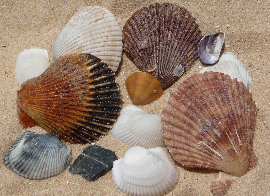 Shells