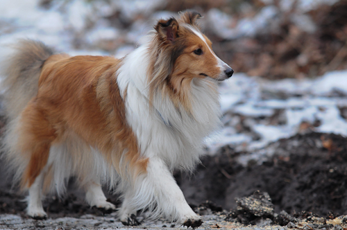 sheltietreff Bocketal (10 von 86)