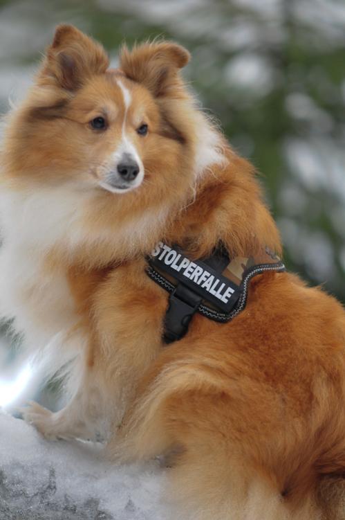 sheltietreff Bocketal (52 von 86)