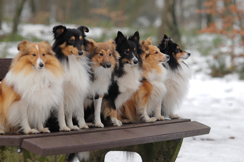 sheltietreff Bocketal (66 von 86)