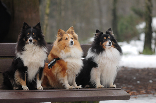 sheltietreff Bocketal (68 von 86)