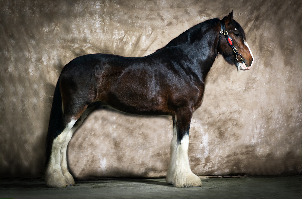 Shire Horse Hengst, 3jährig, Portraitshooting in der Scheune mit Hintergrundtuch und drei Studioblitzen, Nikon D2x, Micro Nikkor 2,8/60, Blende 8, 1/2