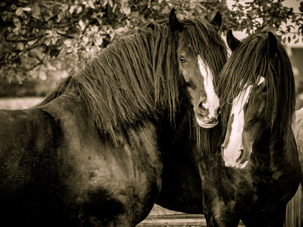 Shire Horse Hengste 0254, Seltenheitswert: zwei gekörte Shire Horse Hengste (Vater und Sohn) in vertrauter Zweisamkeit. Da es bei der Szene etwas flot
