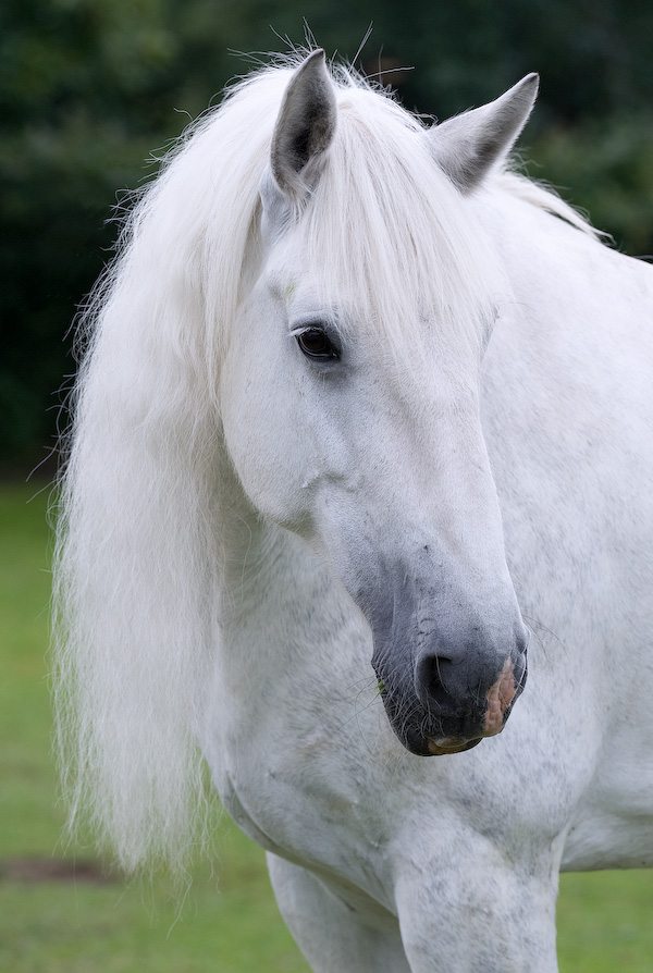 Shire Horse Schimmelstute Anna