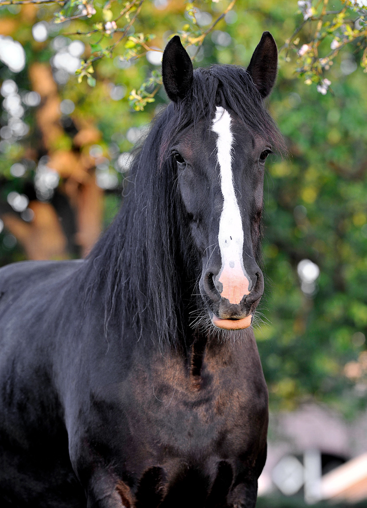 Shire Horses 0302, Shire Horse Stute Queenie