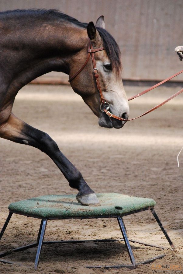 show DSC 0106
