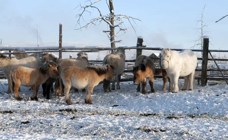 sibirische Ponys