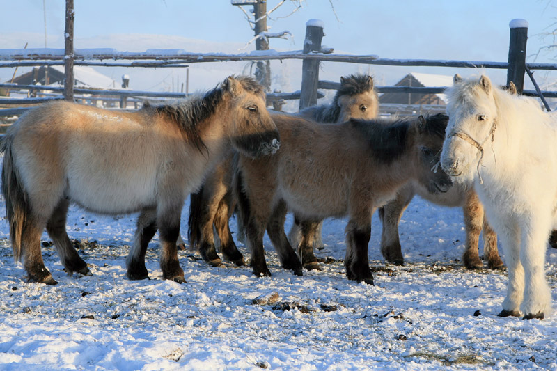 sibirische Ponys