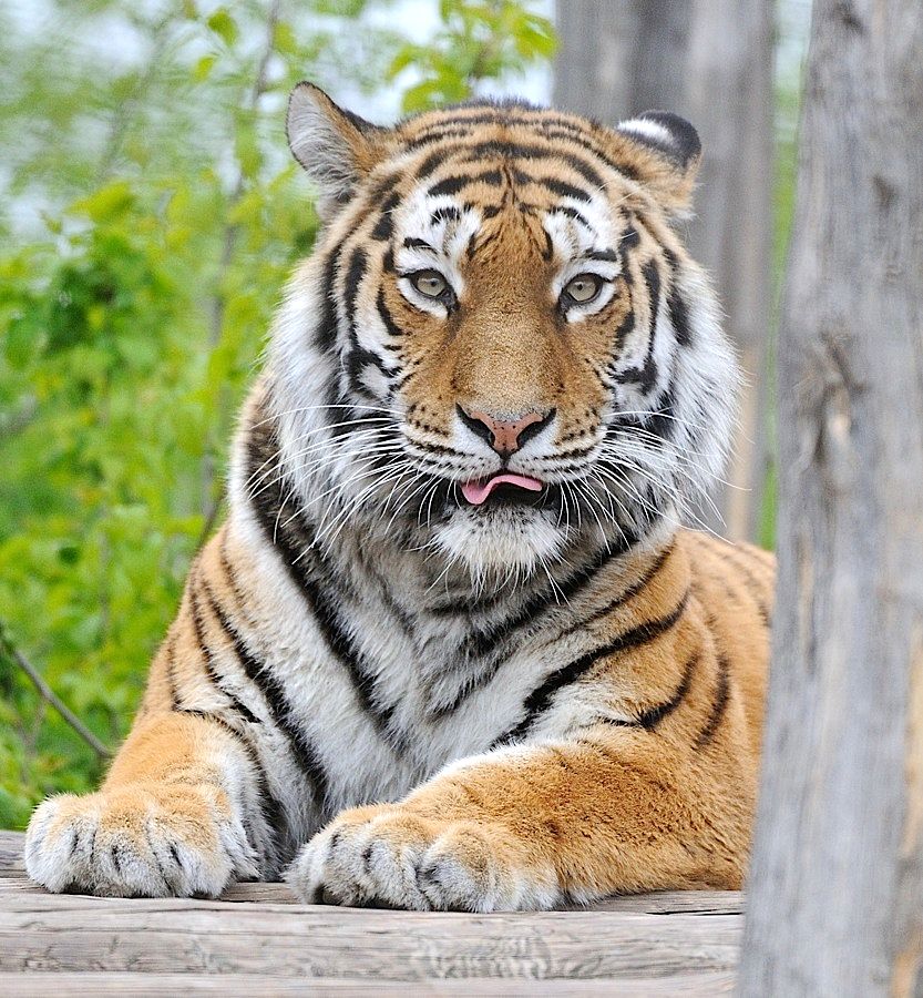 Sibirischer Tiger