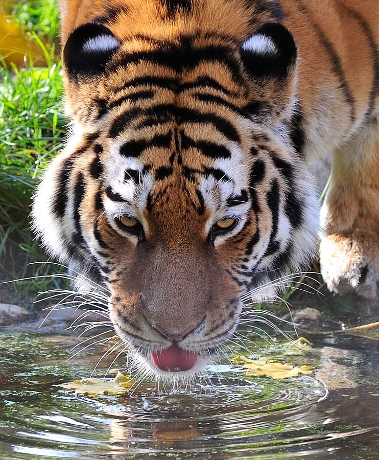 Sibirischer Tiger