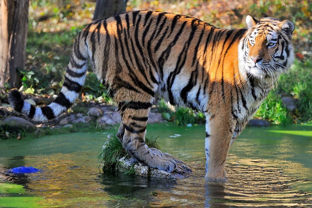 Sibirischer Tiger