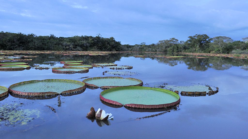 sich öffnende Blüte der Amzonas Riesenseerose (vitoria amazonica)
Rupununi bei Karanambu
2481