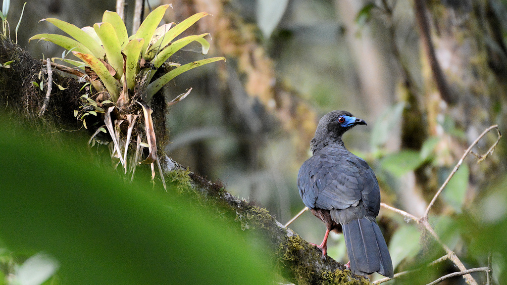 Sichelguan (Sickle-winged guan)
1470