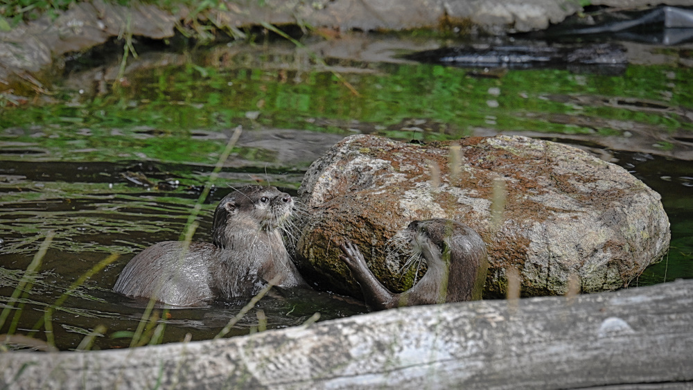 Sie spielten im Wasser.jpg