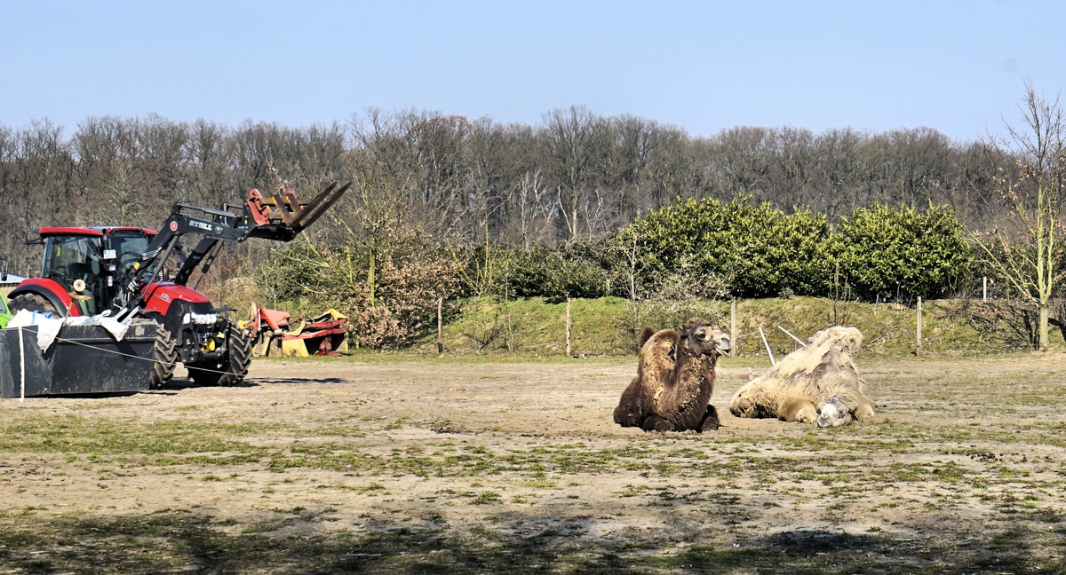Sie werden sie als Reittiere für Besucher  gehalten.jpg