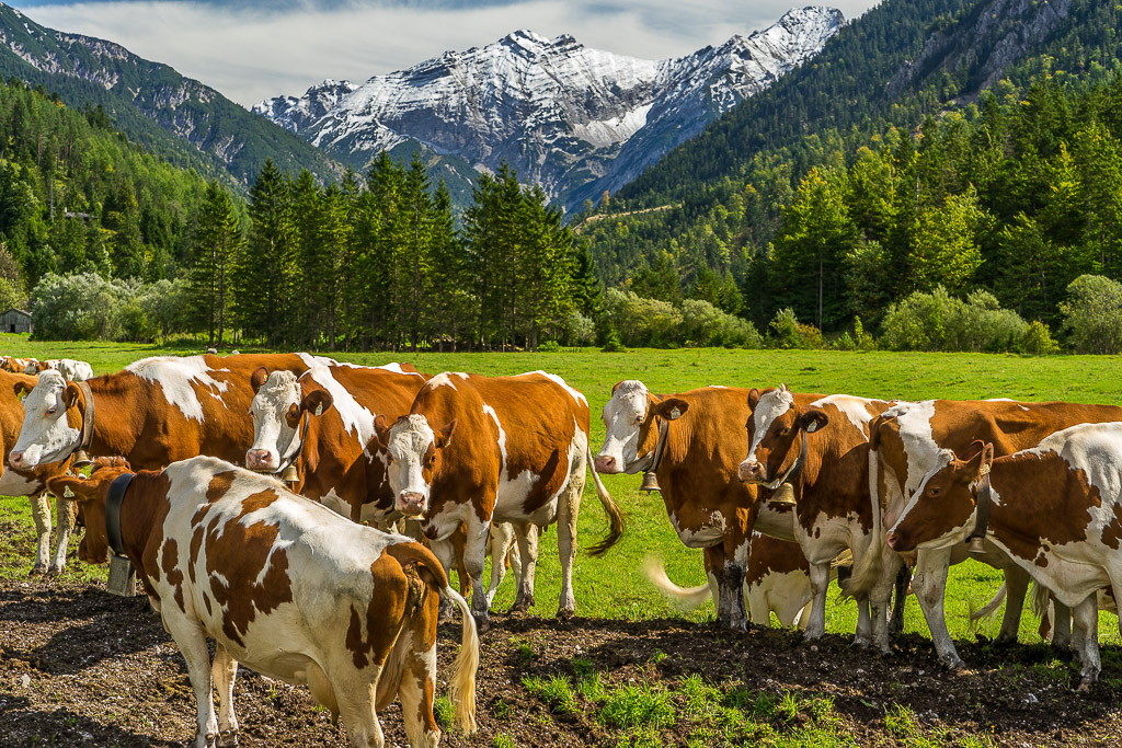 sieben Kühe im Karwendel