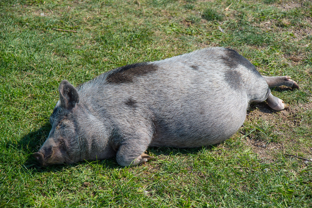 Siesta  (1 von 1).jpg