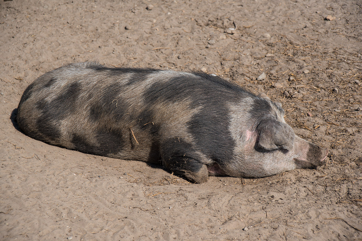 Siesta 2 (1 von 1).jpg