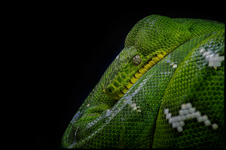 Siesta