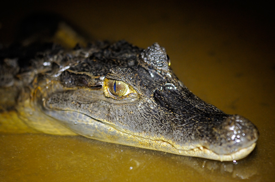 Sigma 150mm, F/2.8, HSM, Makro
D300, F/3.2, 1/40, ISO 1600, SB 600
