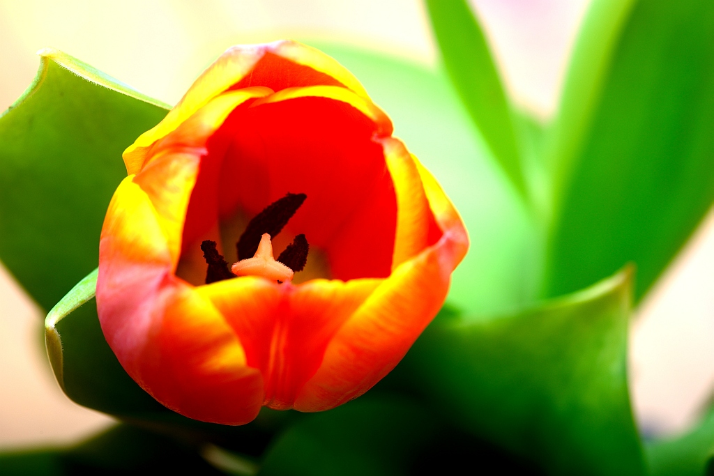 Sigma AF 105/2,8 EX DG mit D800. 1/200, f/11, ISO 100
