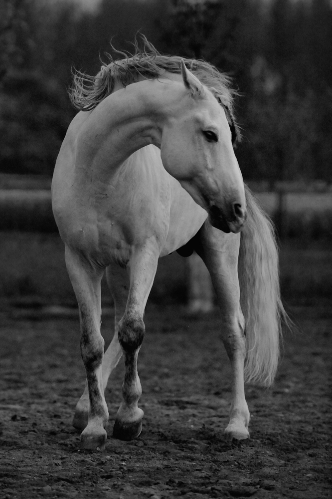 Signo (Lusitano)