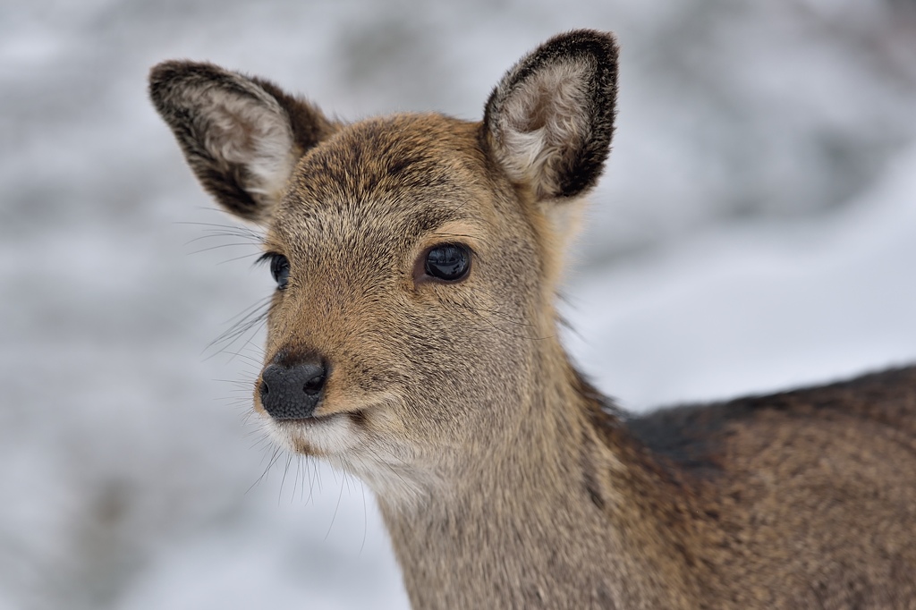 Sikahirsch 012015