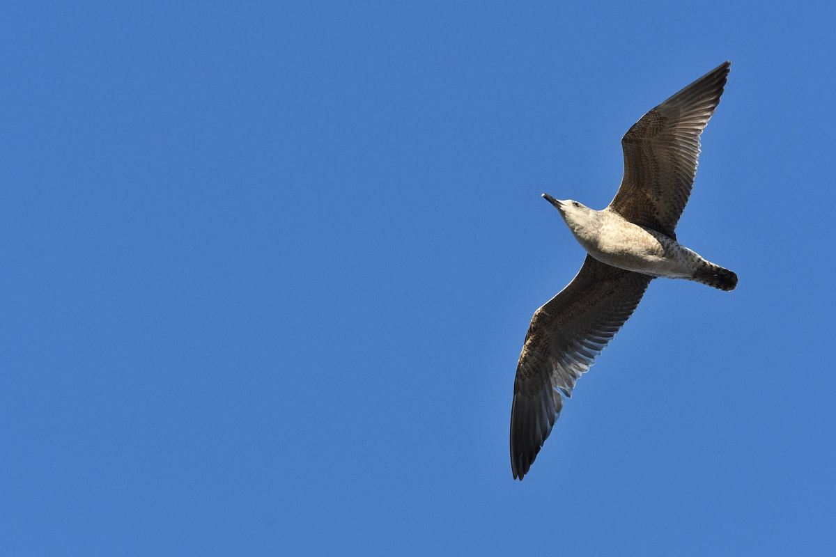 Silbermöwe (Jungvogel) ?